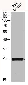 IL19 Antibody