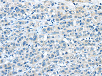 NPY4R Antibody