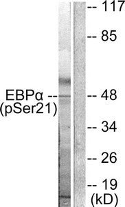 Phospho-CEBPA (Ser21) Antibody