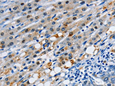 GJB3 Antibody