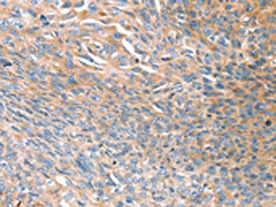 PRSS8 Antibody