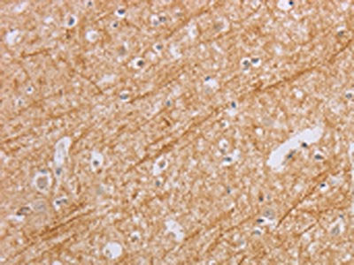 BGLAP Antibody