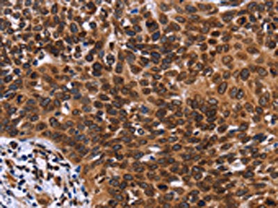 LMNB1 Antibody