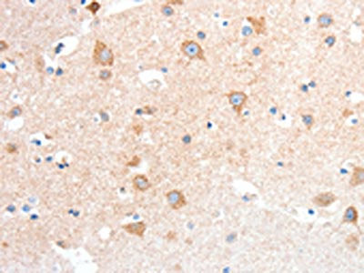 ANXA8 Antibody