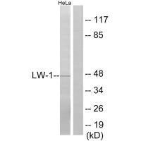 HSFX1 Antibody