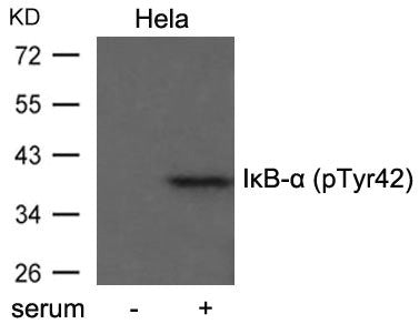 Phospho-NFKBIA (Tyr42) Antibody