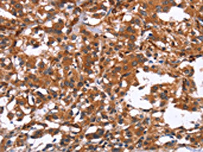 GPHN Antibody
