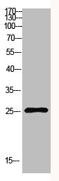HSPB1 Antibody