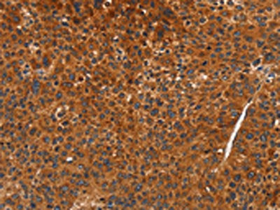 CDK19 Antibody