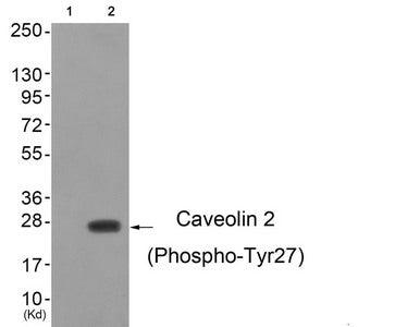 Phospho-CAV2 (Tyr27) Antibody