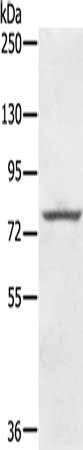 KIRREL2 Antibody