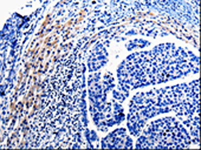 CDC20 Antibody