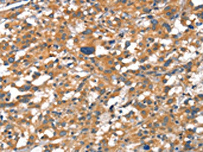 CDH5 Antibody