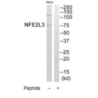 NFE2L3 Antibody