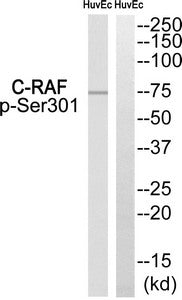 Phospho-RAF1 (Ser301) Antibody