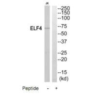 ELF4 Antibody