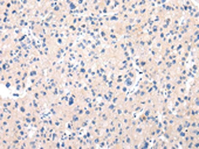 MUC7 Antibody