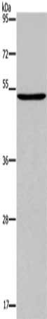 PTGER4 Antibody