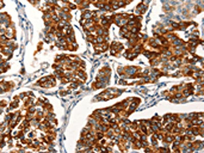 AGO4 Antibody