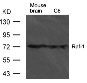 Raf1 Antibody