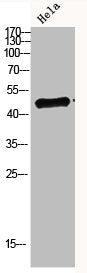 IRF3 Antibody