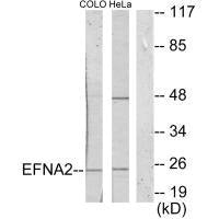 EFNA2 Antibody