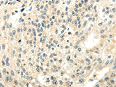 CYP19A1 Antibody