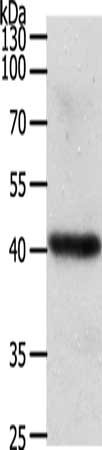 WNT9A Antibody