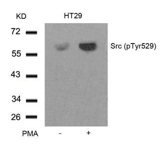 Phospho-SRC (Tyr529) Antibody