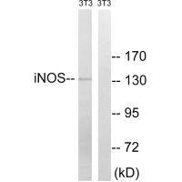 NOS2 (Ab-151) Antibody