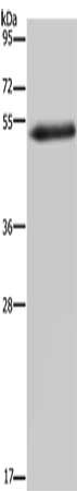 FOXC2 Antibody