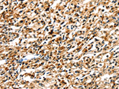 SIGLEC12 Antibody
