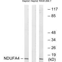 NDUFA4 Antibody