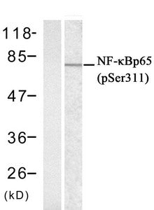 Phospho-RELA (Ser311) Antibody