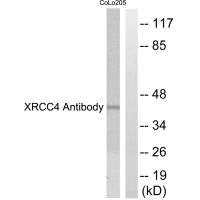 XRCC4 Antibody