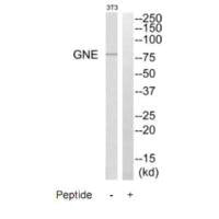 GNE Antibody