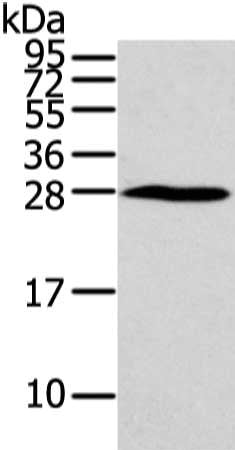 HOXC6 Antibody