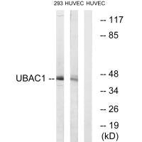 UBAC1 Antibody