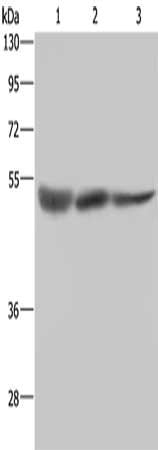 STK26 Antibody