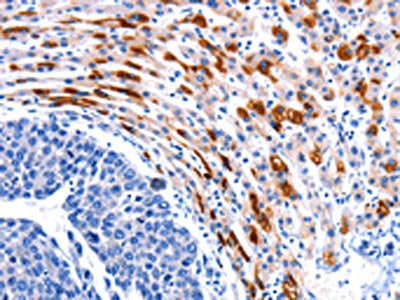 CCNB1 Antibody