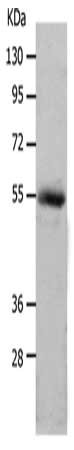 MMP17 Antibody