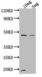 VAM6 Antibody