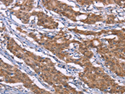HRH3 Antibody