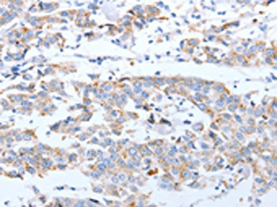ARF4 Antibody