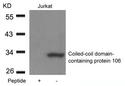 CCDC106 Antibody