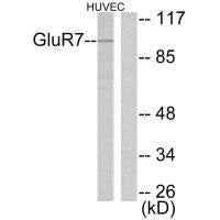 GRM7 Antibody