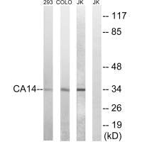CA14 Antibody