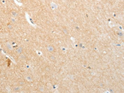 APLNR Antibody