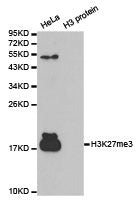 Histone H3K27me3 Antibody