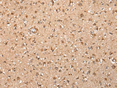 XKR7 Antibody